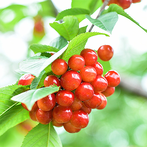 九游游戏官网大红樱桃三