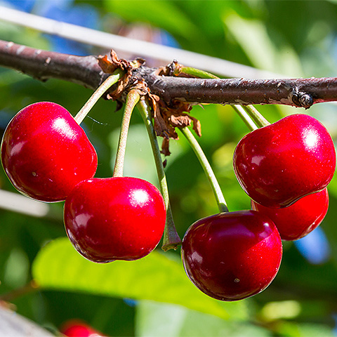 九游游戏官网大红樱桃二
