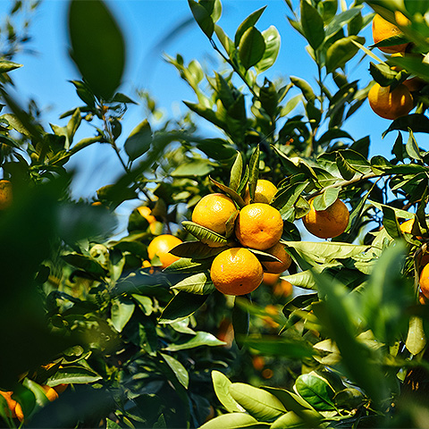 九游游戏官网热带水果六