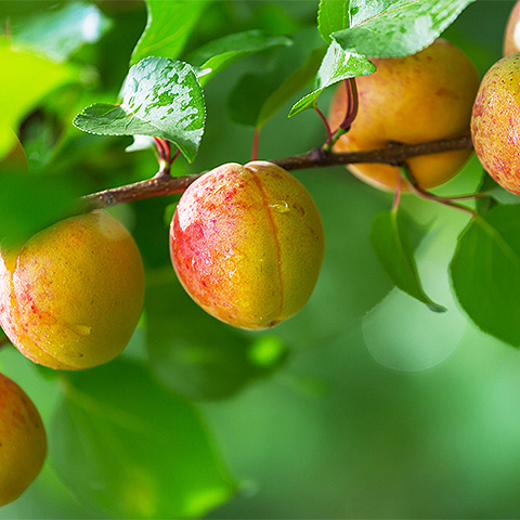 九游游戏官网热带水果七